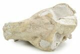 Fossil Oreodont (Merycoidodon) Skull - South Dakota #355957-5